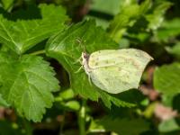 Zitronenfalter Männchen